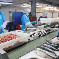 Сосновоборский рыбоперерабатывающий завод продолжает внедрять инструменты бережливого производства на новых производственных площадках